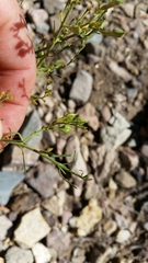 Carlowrightia linearifolia