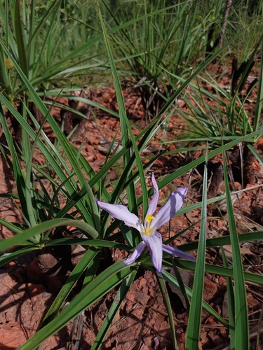 Vellozia swallenii