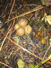 Lycoperdon nigrescens