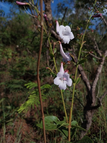 Jacaranda simplicifolia