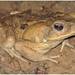 Cane Toad - Photo (c) Vincent Vos, some rights reserved (CC BY-NC-SA)