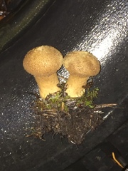 Lycoperdon nigrescens