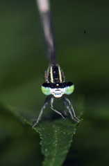 Agriocnemis lacteola