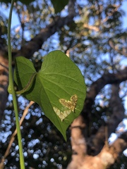 Cirrhochrista kosemponialis