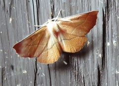 Tetracis jubararia