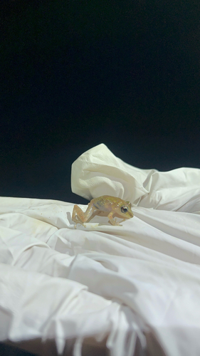 Bloody Bay Litter Frog, Pristimantis turpinorum