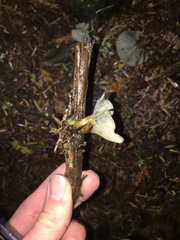 Clitocybe odora pacifica