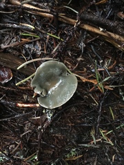 Clitocybe odora pacifica