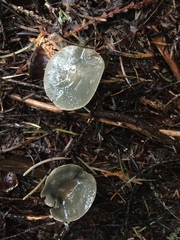 Clitocybe odora pacifica