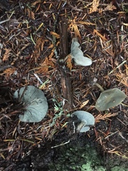 Clitocybe odora pacifica