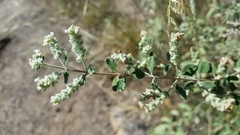 Aloysia wrightii