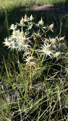 Eryngium heterophyllum