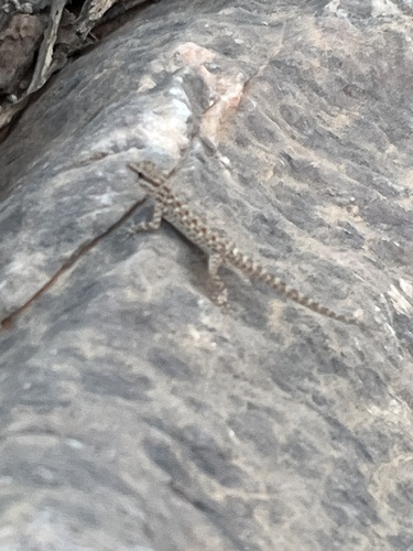 As Sareen Semaphore Gecko