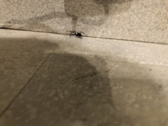 Latrodectus hesperus