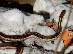 Thamnophis sirtalis sirtalis