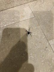 Latrodectus hesperus