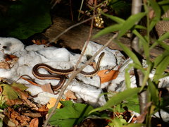 Thamnophis sirtalis sirtalis