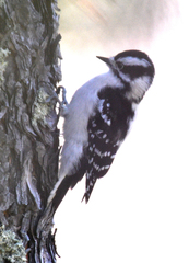 Dryobates pubescens pubescens