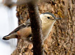 Sitta carolinensis nelsoni