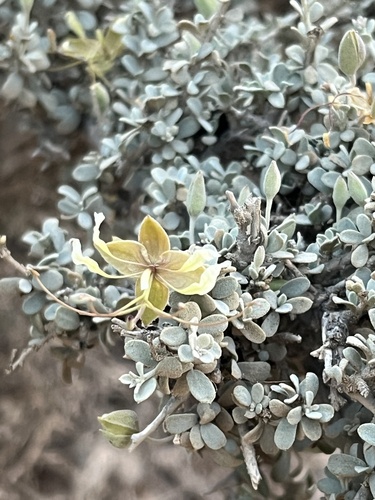Cadaba (Cadaba farinosa)