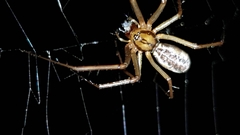 Linyphia triangularis