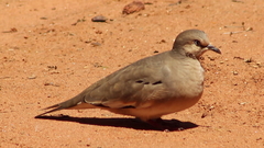 Picui Ground Dove photo 3