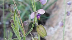 Hebecarpa barbeyana
