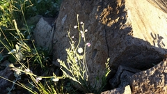 Hebecarpa barbeyana