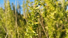 Brickellia laciniata