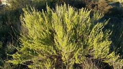 Brickellia laciniata