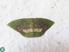 Pyrochlora rhanis