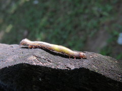 Sabulodes