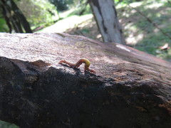 Sabulodes