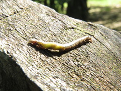 Sabulodes
