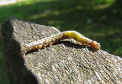 Sabulodes