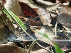 Aglaoctenus castaneus