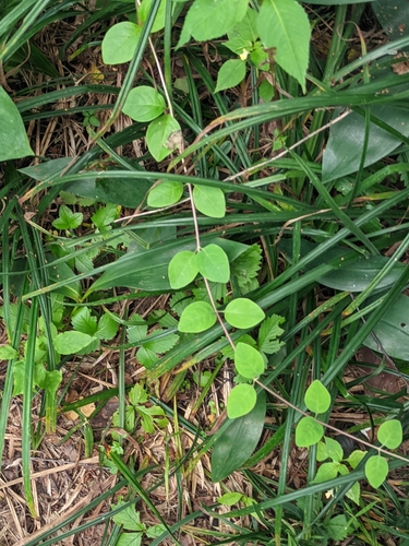 Lonicera caprifolium