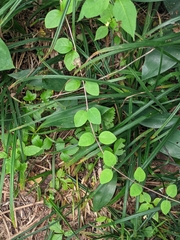 Lonicera caprifolium