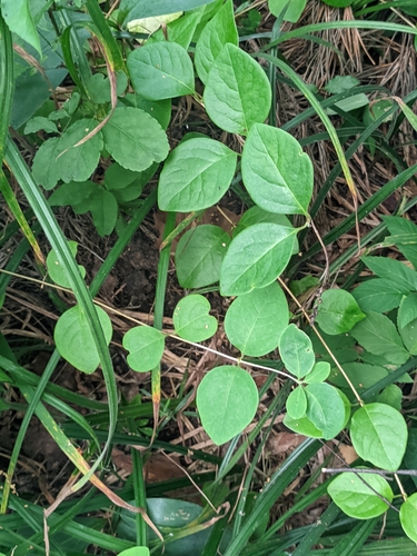 Lonicera caprifolium