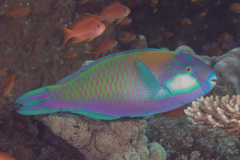 Bleeker's Parrotfish photo 4