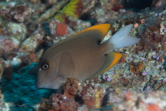 Ctenochaetus tominiensis