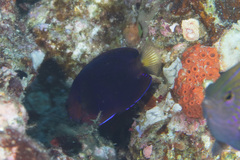Centropyge fisheri