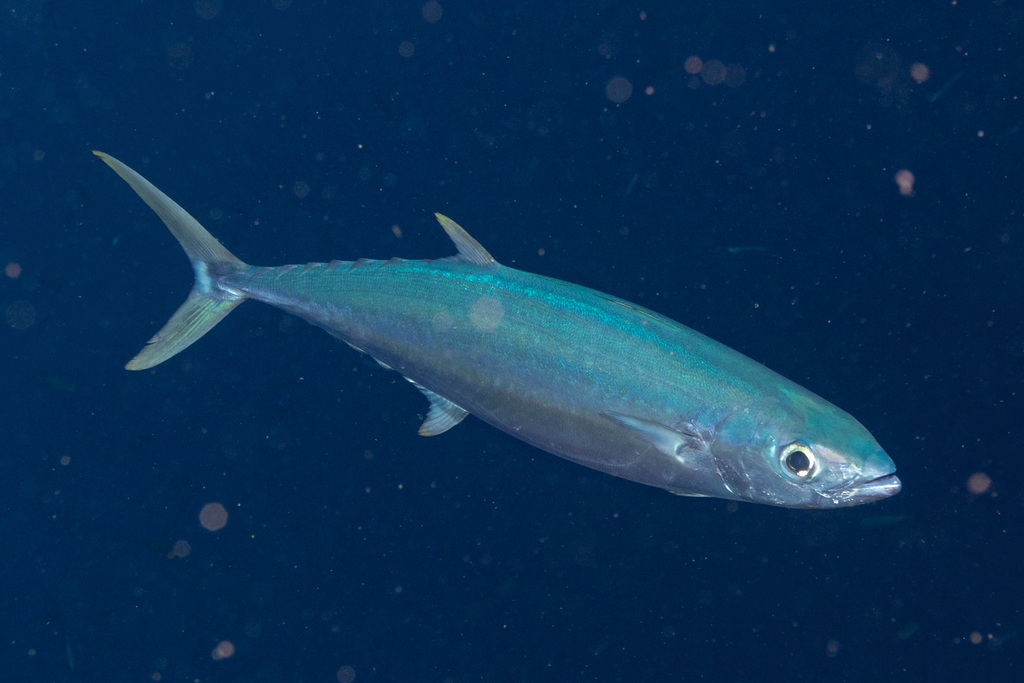 Double-Lined Mackerel