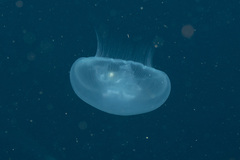 Aurelia vitiana