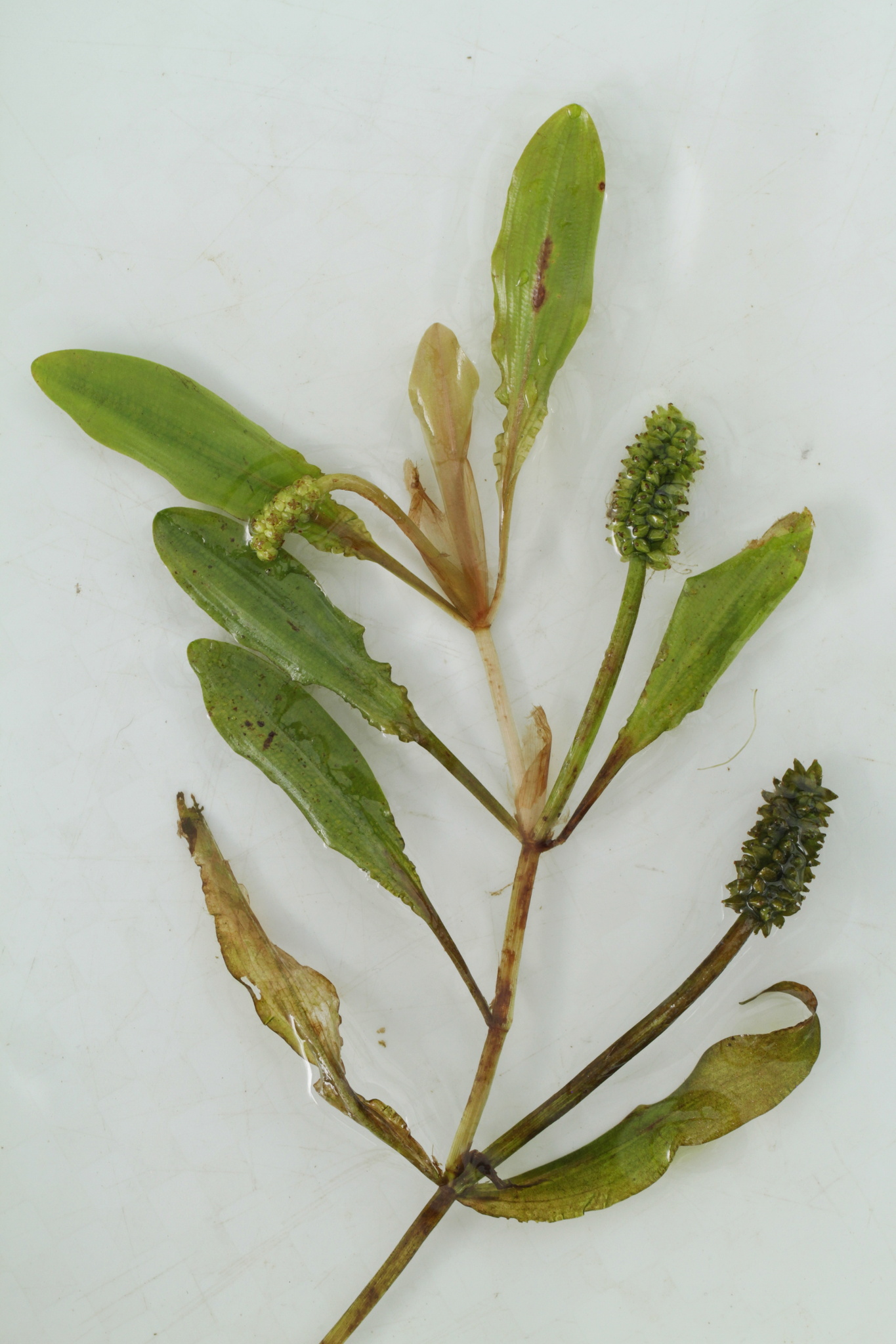 ホソバヒルムシロ (Potamogeton alpinus) · iNaturalist