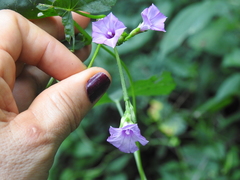Ipomoea × leucantha
