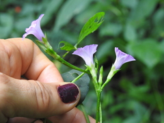 Ipomoea × leucantha