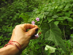 Ipomoea × leucantha