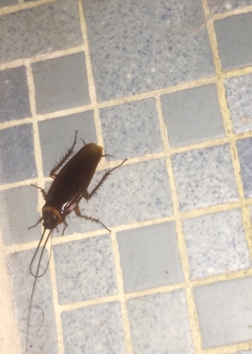Periplaneta americana image