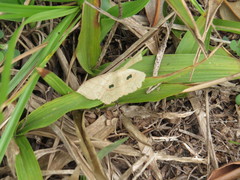 Semaeopus sabuloides